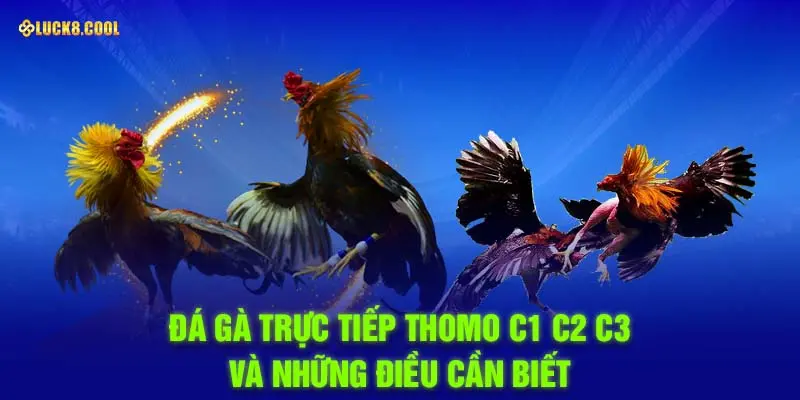 Đá gà trực tiếp thomo c1 c2 c3 và những điều cần biết